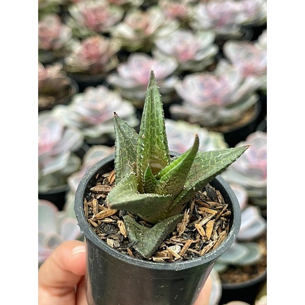 Haworthia Attenuata Truncata Tesselata Glabrata Limifolia Bebas Pilih