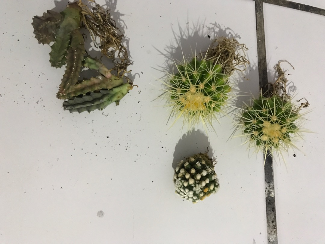 KAKTUS MAMMILLARIA GRACILIS CV ORUGA SNOWCAP BUNGA CACTUS 