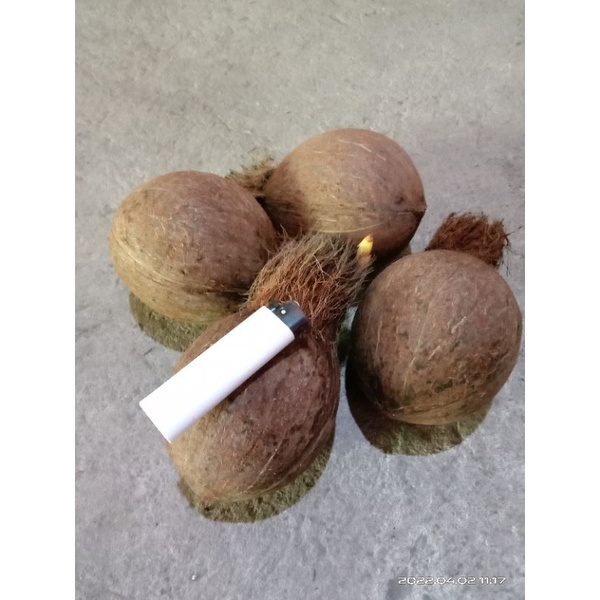 bibit kelapa gading tua bahan bonsai kelapa