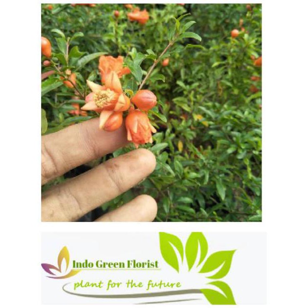 Pnp Bibit Buah Delima Merah Berbunga Bibit Delima Merah Berbuah