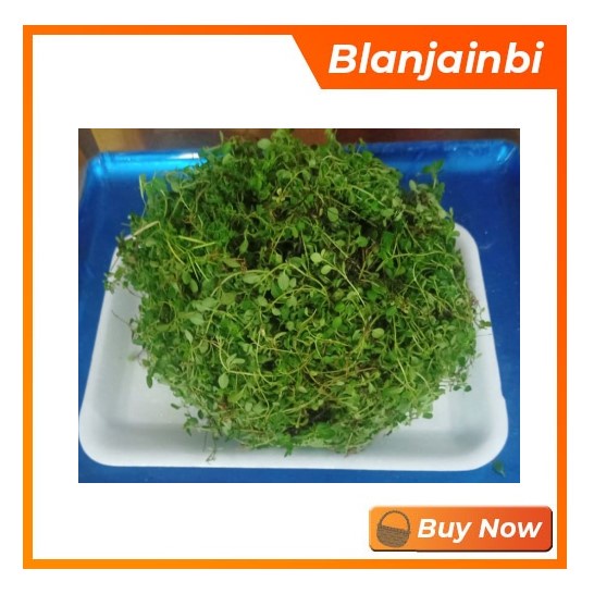 

Daun Thyme Bandung Area