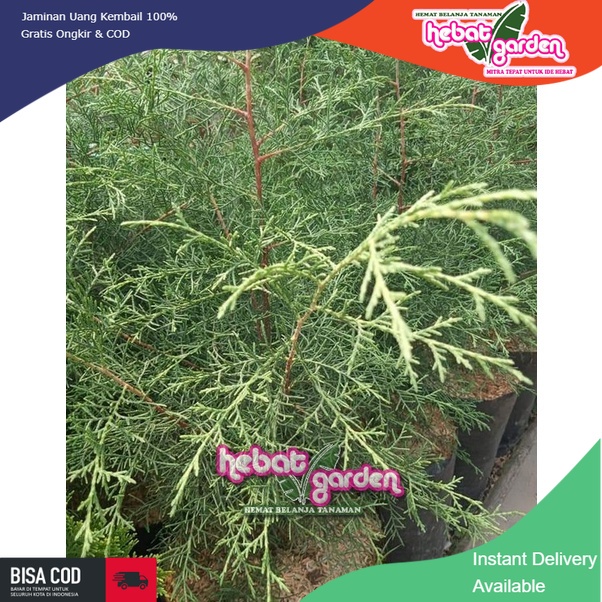 Cemara JARUM AROMA Wangi -  Aroma Kayu Putih