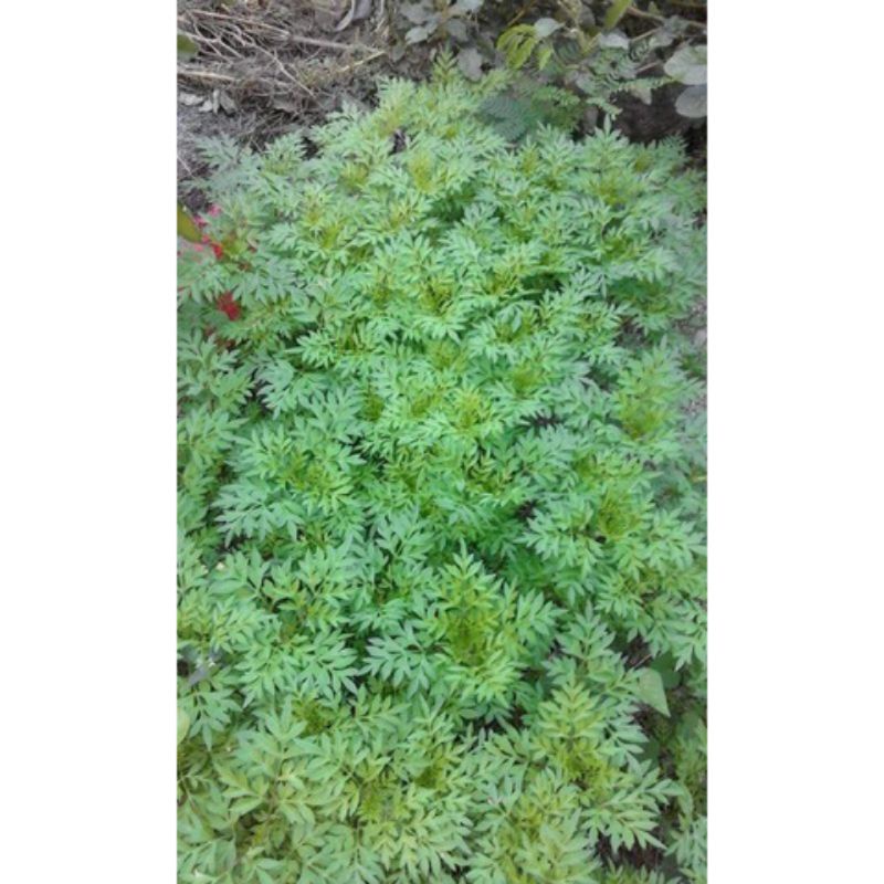 bibit kenikir ,bibit ningkir, tanaman kenikir, sayur kenikir.