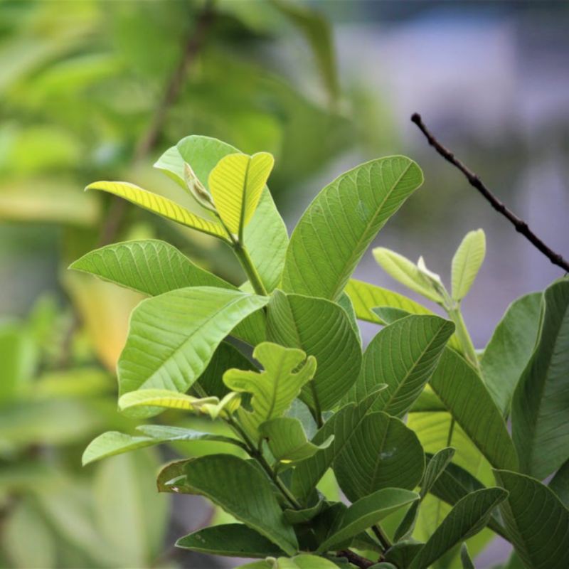 

Daun Jambu Biji segar bisa request daun