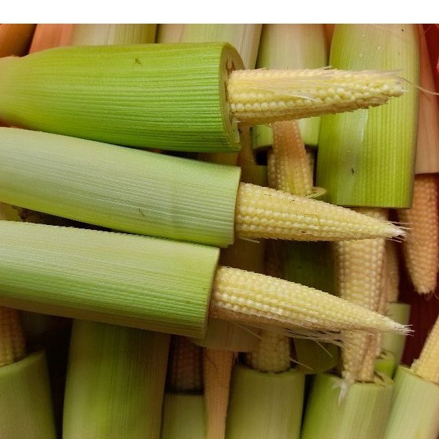 

jagung muda / putern / baby corn 250 gr