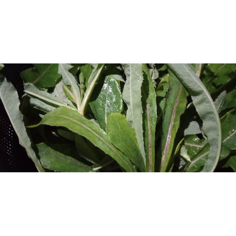 

Daun Tempuyung Segar 1kg