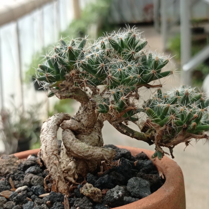 trichodiadema caudex bonsai