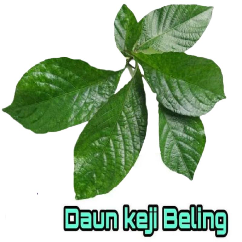 

Daun keji beling/pecah beling segar organik per helai/lembar