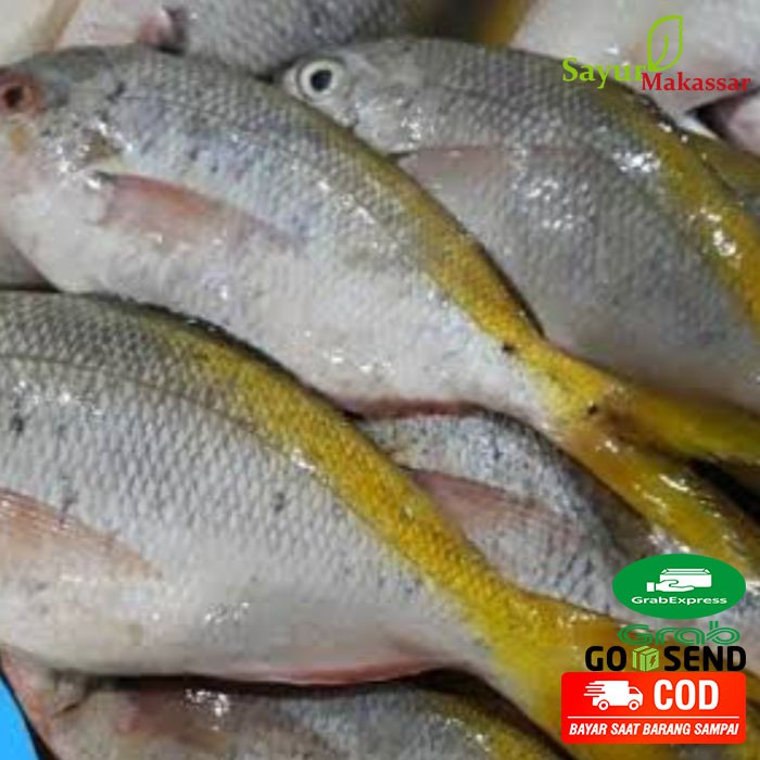 

Ikan Ekor Kuning 1 Ekor sudah dibersihkan Pasar Online Makassar Fresh Fish Segar