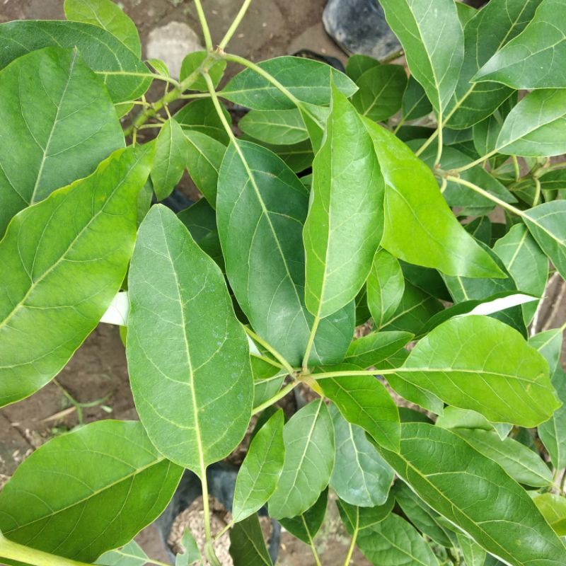 

Bibit Buah Alpukat Pinkerton | Alpukat import Pinkerton (Valid)
