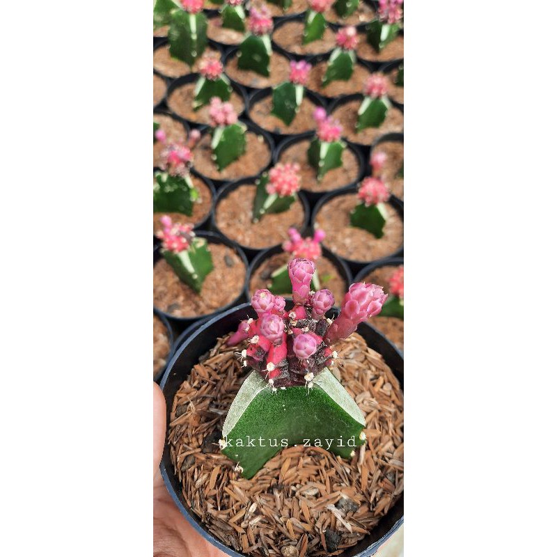 Kaktus Gymno Blackpink