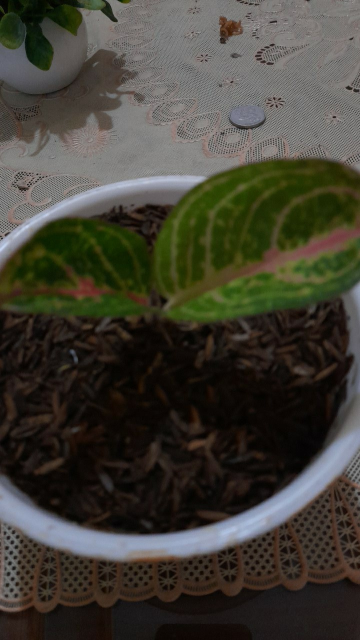 Bibit Aglonema Legacy Mangkok 2-3 Daun