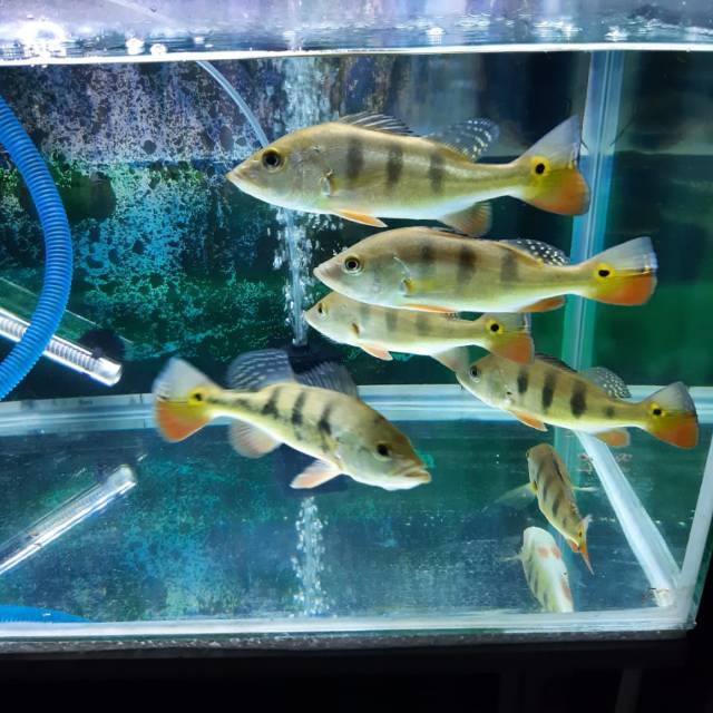 Peacock bass monoculus ukuran +/- 18 cm