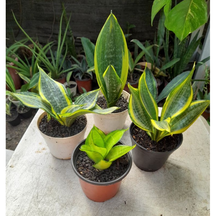 

sansevera paket murmer ( paket 4 jenis )