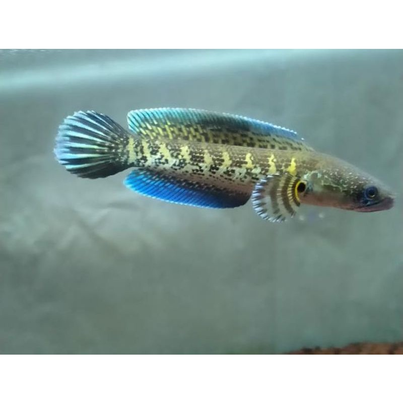 

Auranti size 20cm full rekondisi