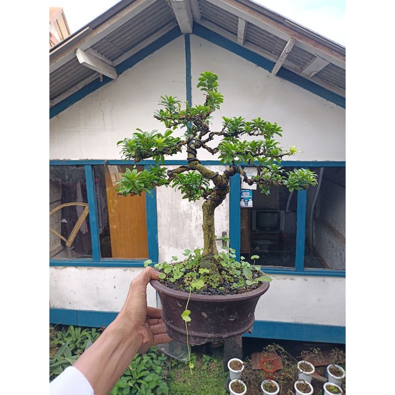 bonsai lohansung mutiara - bonsai lohansung mutiara original