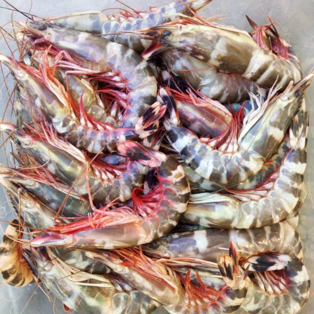 

Udang Windu