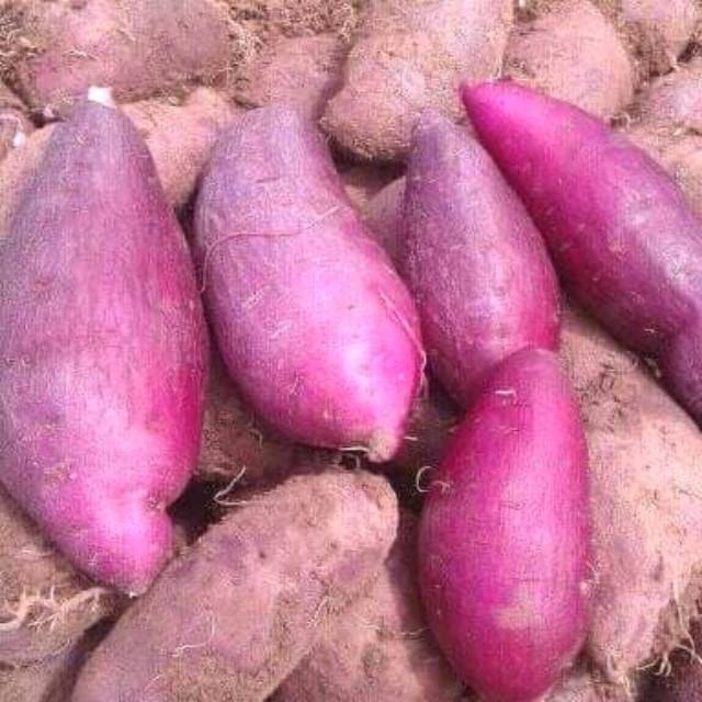 

Ubi ungu