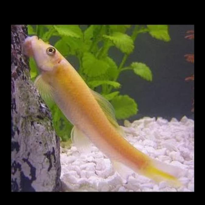 TERBARU CHINESE ALGAE EATER CAE