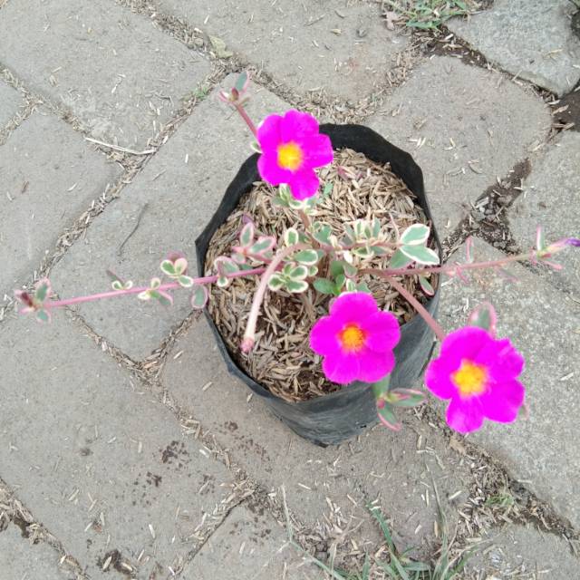 Tanaman hias krokot varigata pink