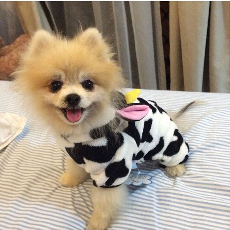 Baju Pakaian Kostum COW SAPI Untuk Pet Anjing Doggy Kucing Dog Puppy