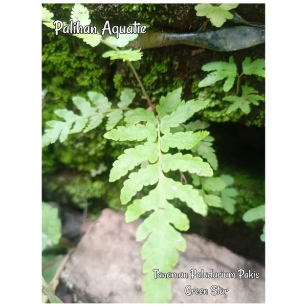 Tanaman Paludarium Pakis Green Star