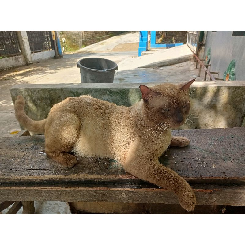 kucing Siam atau Himalaya jantan