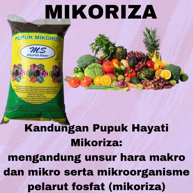 Mikoriza Pupuk Umbi Bawang, Pupuk Untuk Membesarkan Umbi Bawang Merah