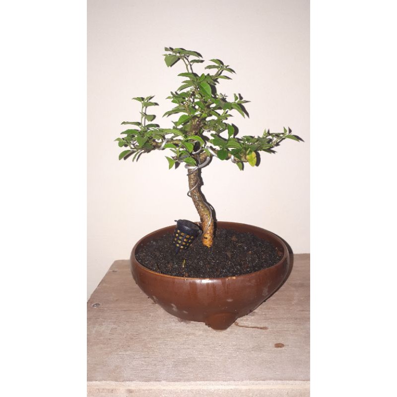 Keranjang pupuk dekastar pot bonsai