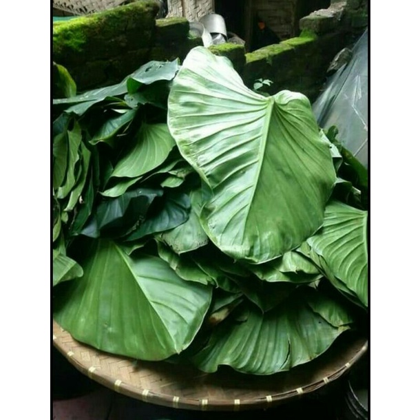 

daun cariang