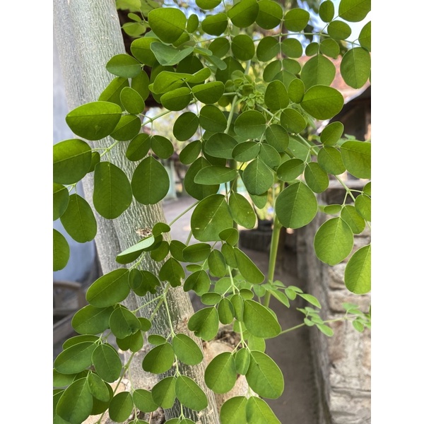 

Daun Kelor