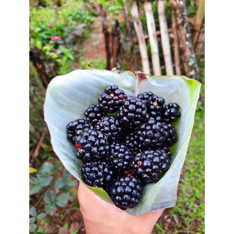 

Blackberry Fresh Organik