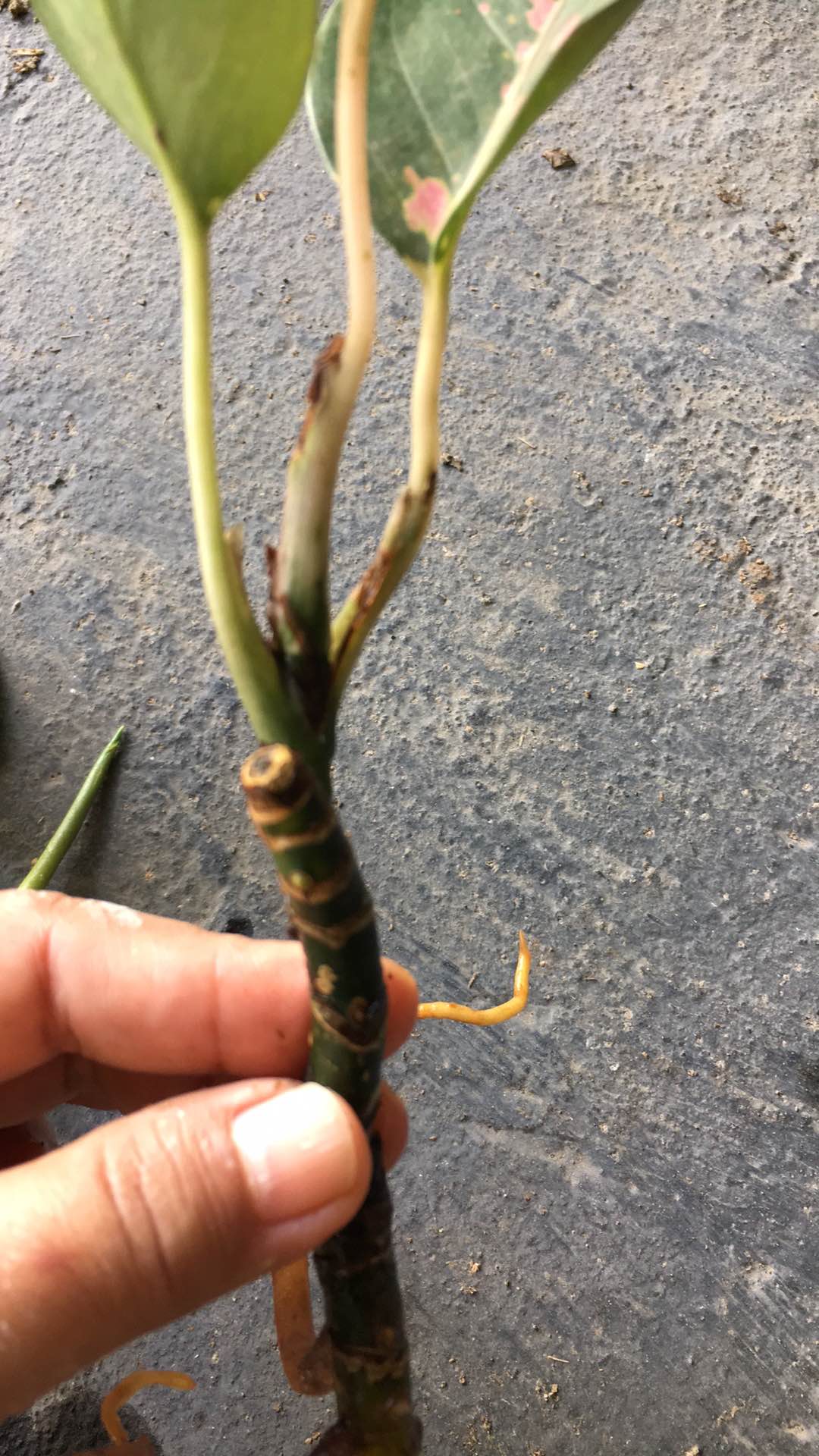 Tanaman Hias Aglonema Heng-heng