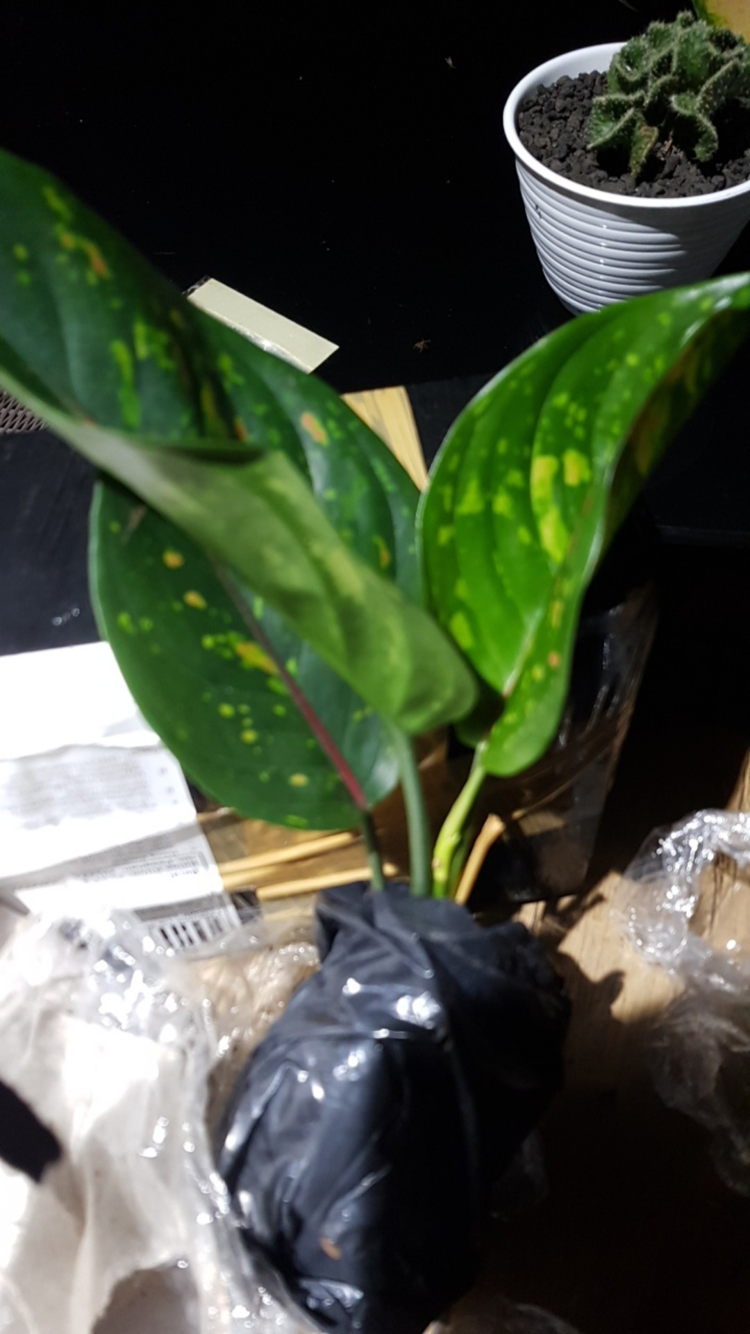 Taman Hias Aglonema Heng Heng