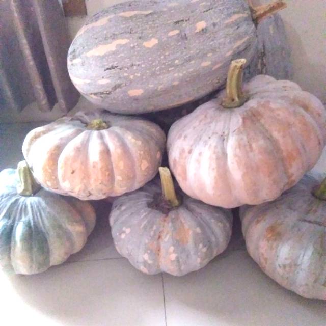 

Labu kuning pumpkin organic organik murah manis / kg
