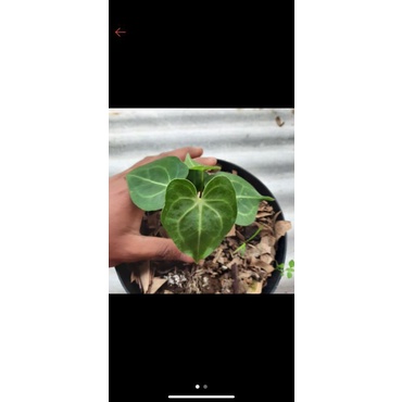 tanaman hias anthurium kuping gajah tarantula tanaman hias unik