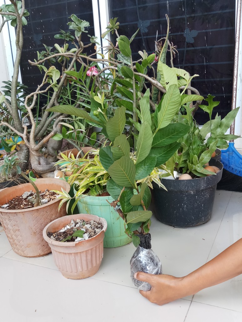 Bibit Jambu Kristal Udah Berbunga