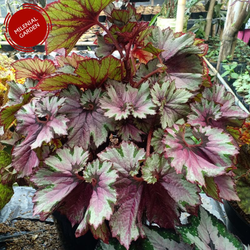 TANAMAN HIAS BEGONIA KEONG PINK - TAPAK DEWA - MILENIALGARDEN