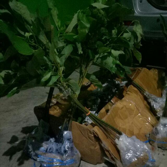 Promo 3 Bibit Alpukat Pluwang Aligator Dan Miki