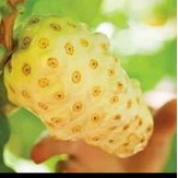 

buah pace/buah mengkudu segar 1 kg obat herbal buah pace