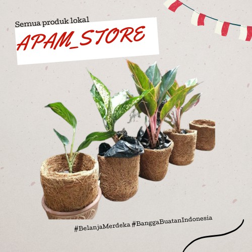 pot sabut kelapa murah besar pot gantung anggrek dari sabut kelapa pot gantung anggrek murah