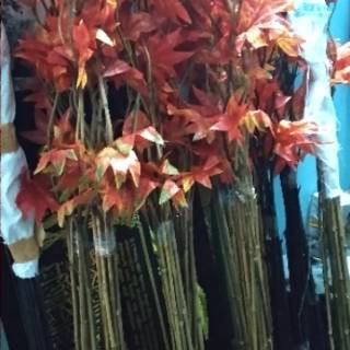  BUNGA HIAS Bambu ulir  daun Maple oren 10pcs Shopee Indonesia
