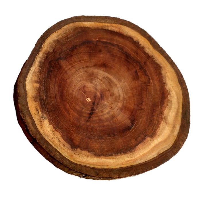 Teak wood slice kayu jati diameter 18-19 cm dekorasi craft hiasan