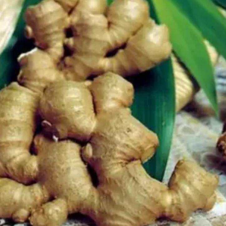 

✅Khusus bangle/panglay segar 1 kg Organik #PRICEPOOL