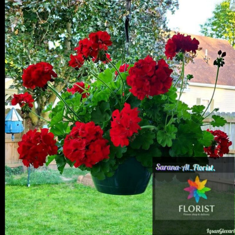 Tanaman gantung geranium merah