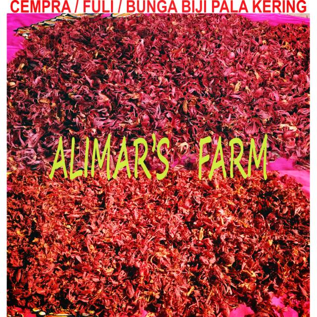 

Bunga Buah Biji Pala / Fuli / Cempra /