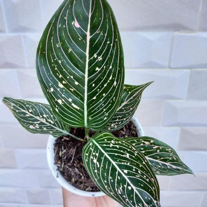 sale tanaman hias aglonema siti Nurbaya anakan