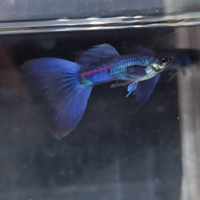 

Guppy Blue Moscow Jual Per Ekor