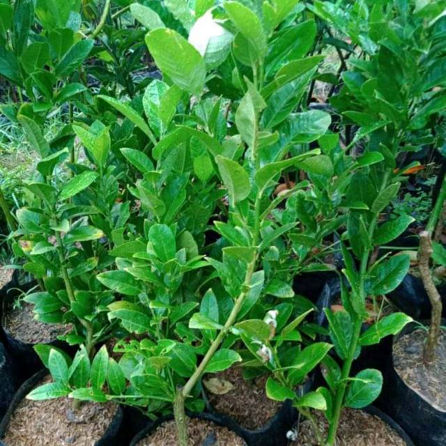Bibit jeruk lemon sudah berbuah