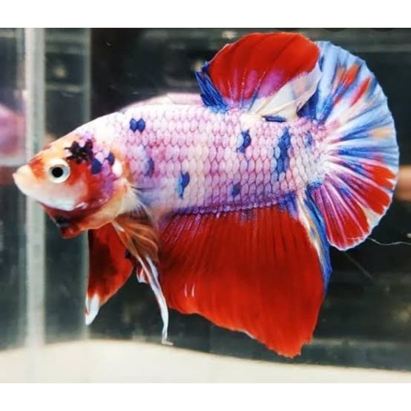 

Nemo candy Giant multy 100% siap kontes dan siap jadi indukan